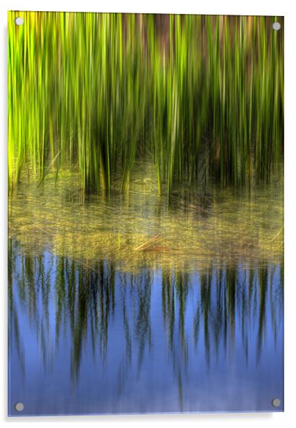 Reed reflections Acrylic by Mike Sherman Photog