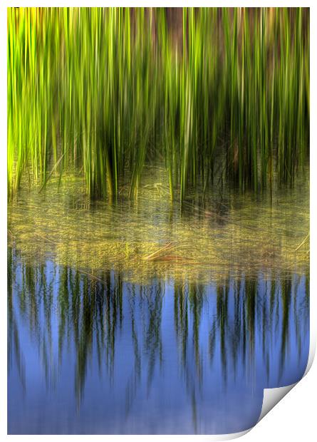 Reed reflections Print by Mike Sherman Photog
