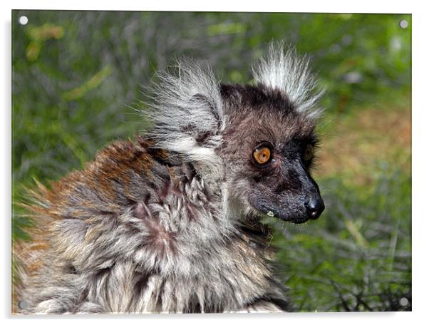 Female Black Lemur Acrylic by Geoff Storey