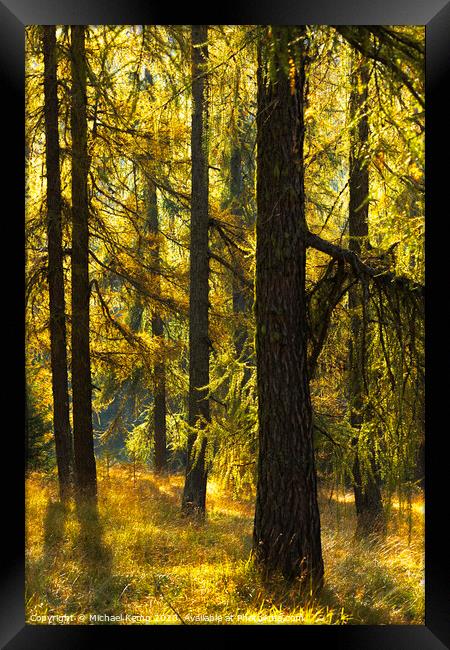 Glowing Larch Framed Print by Michael Kemp