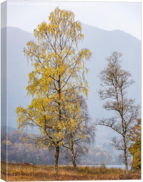A lone tree in autumn colours Canvas Print by George Robertson