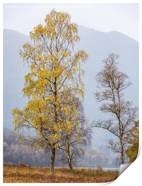 A lone tree in autumn colours Print by George Robertson