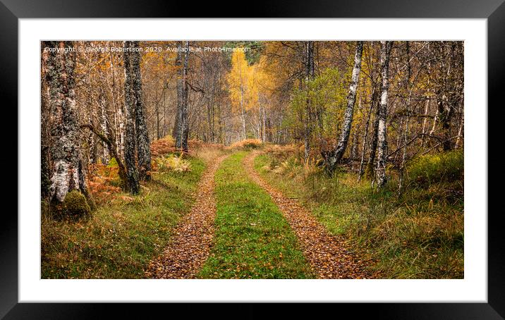  Autumn on a forest trail in Glen Affric Framed Mounted Print by George Robertson