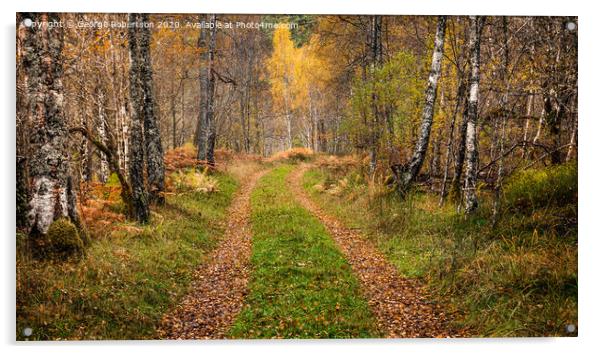  Autumn on a forest trail in Glen Affric Acrylic by George Robertson