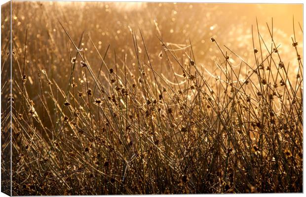 Moorland reeds and spider webs in morning sunlight Canvas Print by Andrew Kearton
