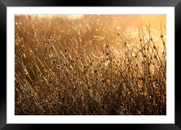 Moorland reeds and spider webs in morning sunlight Framed Mounted Print by Andrew Kearton