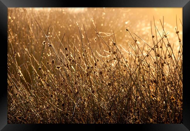 Moorland reeds and spider webs in morning sunlight Framed Print by Andrew Kearton