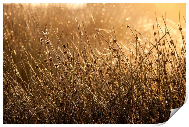 Moorland reeds and spider webs in morning sunlight Print by Andrew Kearton