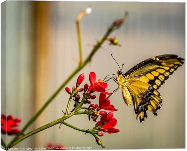 Butterfly landing Canvas Print by Stephen Bailey