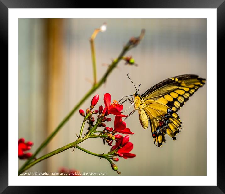 Butterfly landing Framed Mounted Print by Stephen Bailey