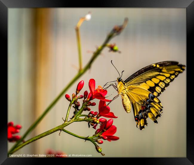 Butterfly landing Framed Print by Stephen Bailey