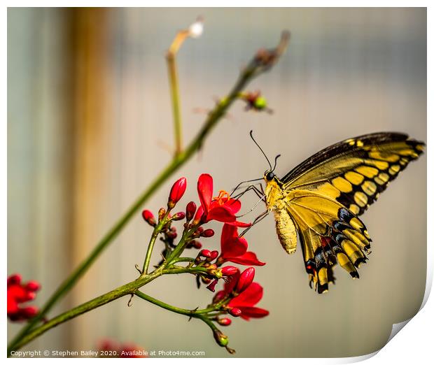 Butterfly landing Print by Stephen Bailey