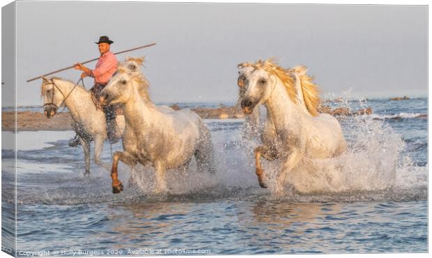Captivating Camargue: France's Ancient Equestrian  Canvas Print by Holly Burgess
