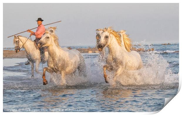 Captivating Camargue: France's Ancient Equestrian  Print by Holly Burgess