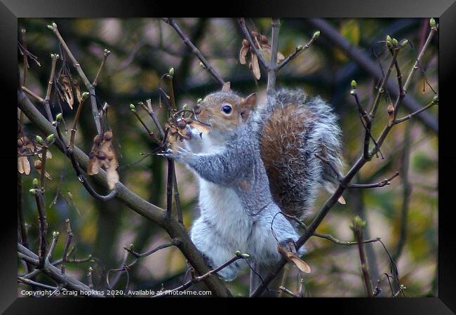 Grey Squirrel on sycamore branch Framed Print by craig hopkins