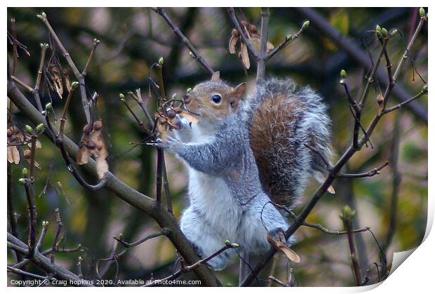 Grey Squirrel on sycamore branch Print by craig hopkins