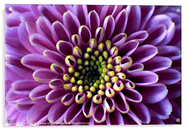 Chrysanthemum Morifolium Acrylic by Adrian Brockwell