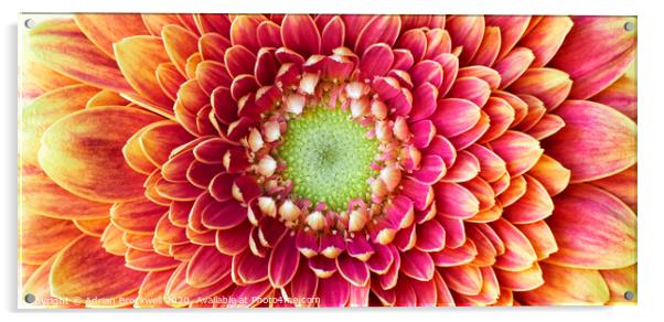 Golden Chrysanthemum Acrylic by Adrian Brockwell