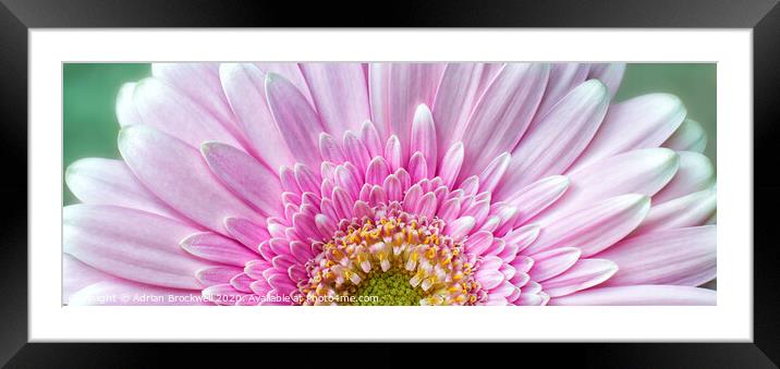 Pink Chrysanthemum Framed Mounted Print by Adrian Brockwell