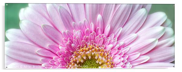 Pink Chrysanthemum Acrylic by Adrian Brockwell