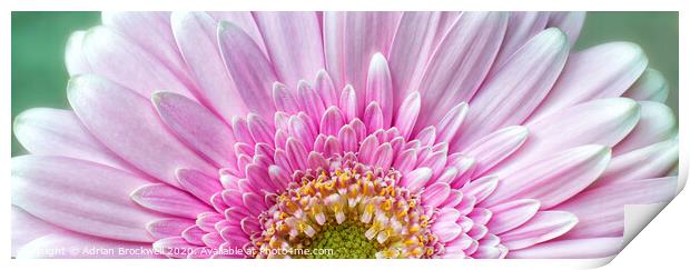 Pink Chrysanthemum Print by Adrian Brockwell