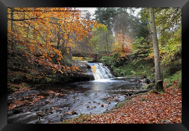 Blackling Hole Waterfall in Autumn, Hamsterley Forest, County Durham Framed Print by David Forster