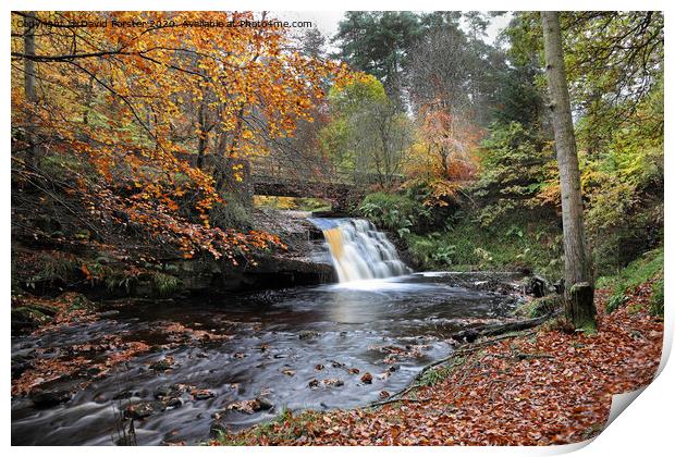 Blackling Hole Waterfall in Autumn, Hamsterley Forest, County Durham Print by David Forster