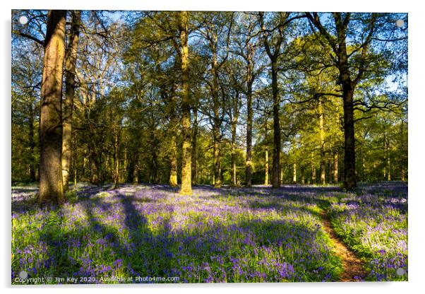 Bluebell Wood Acrylic by Jim Key