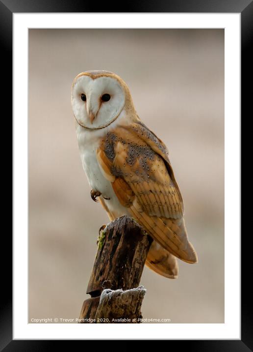 Balancing Barn Owl Framed Mounted Print by Trevor Partridge