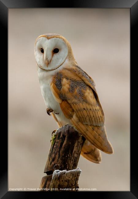Balancing Barn Owl Framed Print by Trevor Partridge