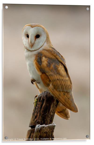 Balancing Barn Owl Acrylic by Trevor Partridge
