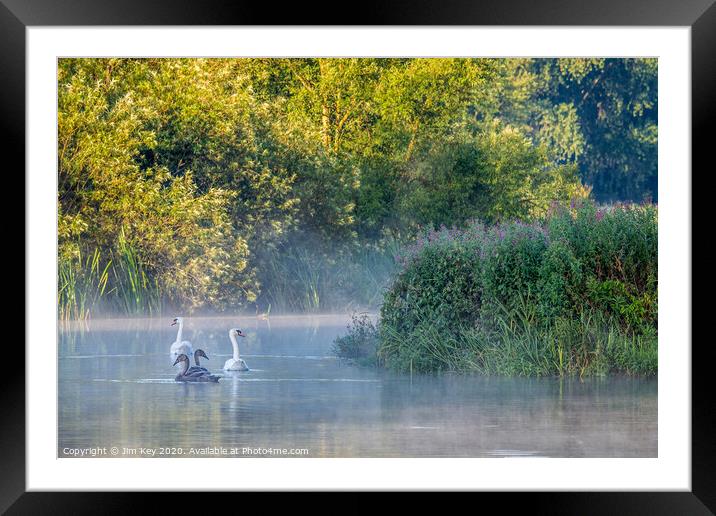 Swans and Cygnets Framed Mounted Print by Jim Key
