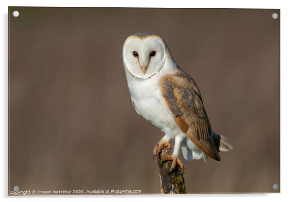 Barn Owl on post Acrylic by Trevor Partridge