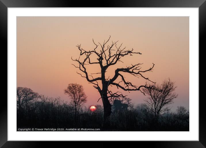 Dead Tree at Dawn Framed Mounted Print by Trevor Partridge