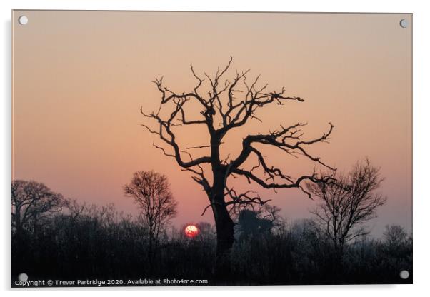Dead Tree at Dawn Acrylic by Trevor Partridge