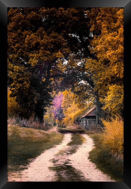 Autumn Lane Framed Print by Mark Jones