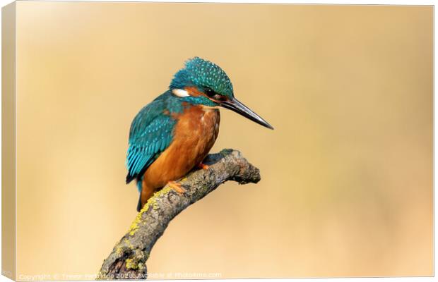 Kingfisher on the lookout Canvas Print by Trevor Partridge
