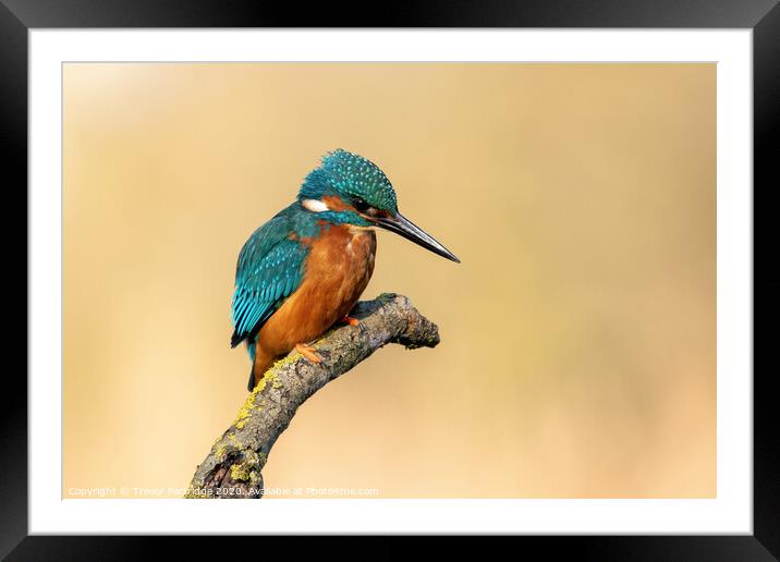 Kingfisher on the lookout Framed Mounted Print by Trevor Partridge