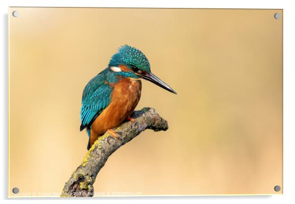 Kingfisher on the lookout Acrylic by Trevor Partridge