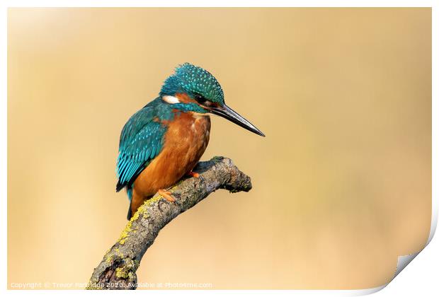 Kingfisher on the lookout Print by Trevor Partridge