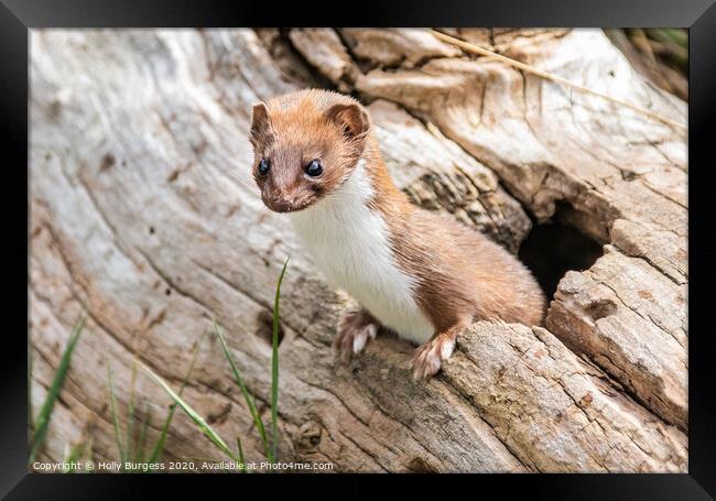 'Captivating Glimpse into a Weasel's World' Framed Print by Holly Burgess