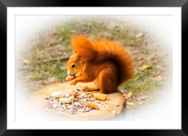 Red Squirrel, Eurasian great Britain  Framed Mounted Print by Holly Burgess