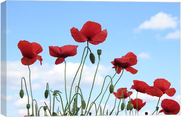Poppies in the sky Canvas Print by Ian Jeffrey