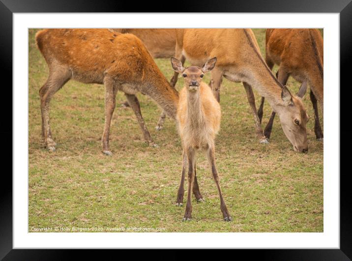 Fallow deer, young  Framed Mounted Print by Holly Burgess