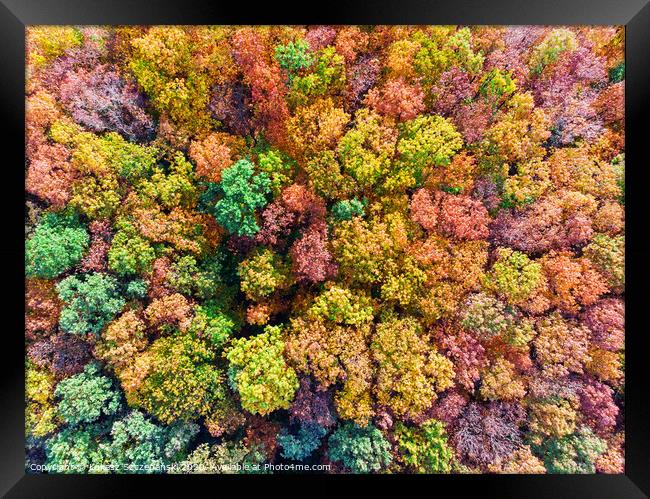 Aerial top down view of colorful autumn forest, vi Framed Print by Łukasz Szczepański