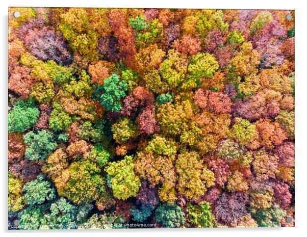 Aerial top down view of colorful autumn forest, vi Acrylic by Łukasz Szczepański