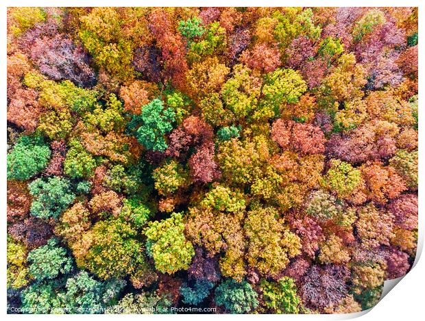 Aerial top down view of colorful autumn forest, vi Print by Łukasz Szczepański