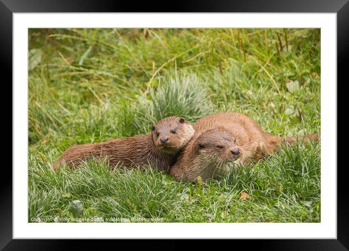 Otters family,  Framed Mounted Print by Holly Burgess