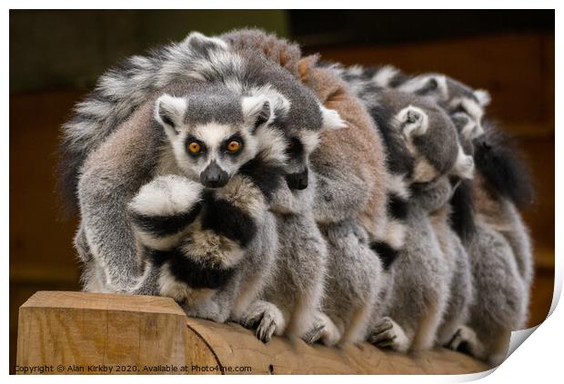 Lemurs Print by Alan Kirkby