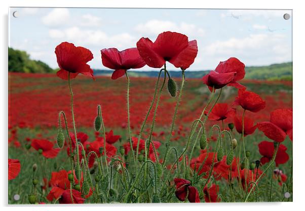 Poppy Field Acrylic by Ian Jeffrey